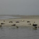 Ferienlager Liebfrauen auf Ameland 2007