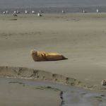 Ferienlager Liebfrauen auf Ameland 2007