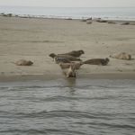 Robbenexpedition vor Ameland