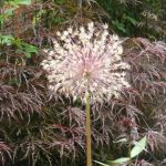 kfd Liebfrauen zu Besuch im Garten