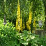 kfd Liebfrauen zu Besuch im Garten