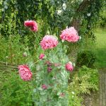 kfd Liebfrauen zu Besuch im Garten