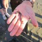 Ameland Safari Tour - Bergfest