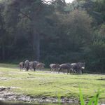 Burgers Zoo - Ferienspiele im Kreuzbergheim