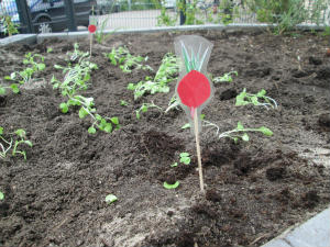 Wir-bepflanzen-unser-Hochbeet