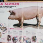 Hl. Kreuz Kita Kinder bekommen einen Einblick in die Schweinezucht beim Hof Nienhaus