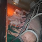 Hl. Kreuz Kita Kinder bekommen einen Einblick in die Schweinezucht beim Hof Nienhaus