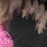 Hl. Kreuz Kita Kinder bekommen einen Einblick in die Schweinezucht beim Hof Nienhaus