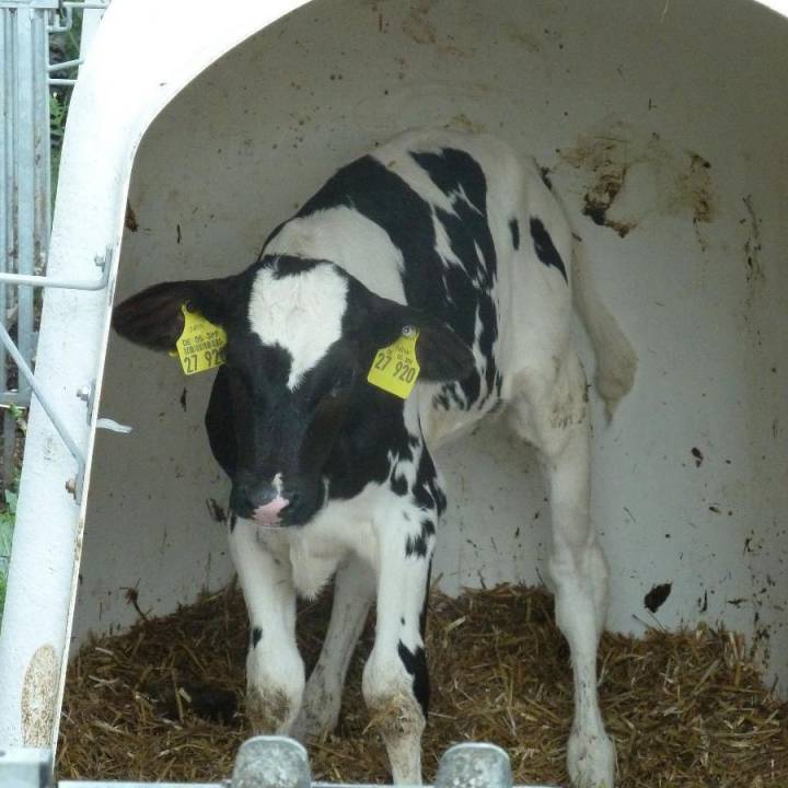 Woher kommt die Milch? Hl. Kreuz Kita Kinder machen sich auf den Weg.