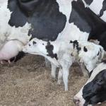 Woher kommt die Milch? Hl. Kreuz Kita Kinder machen sich auf den Weg.