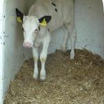 Woher kommt die Milch? Hl. Kreuz Kita Kinder machen sich auf den Weg.