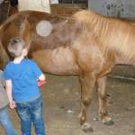 Wöchentliche Stallbesuche der Hl. Kreuz Kita Kinder 