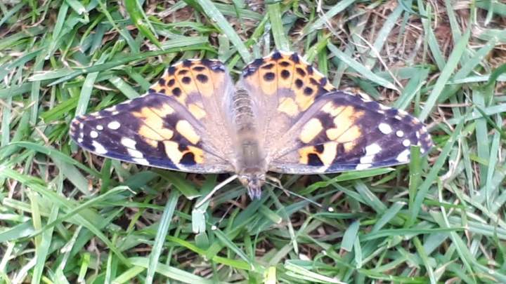 Von der Raupe zum Schmetterling