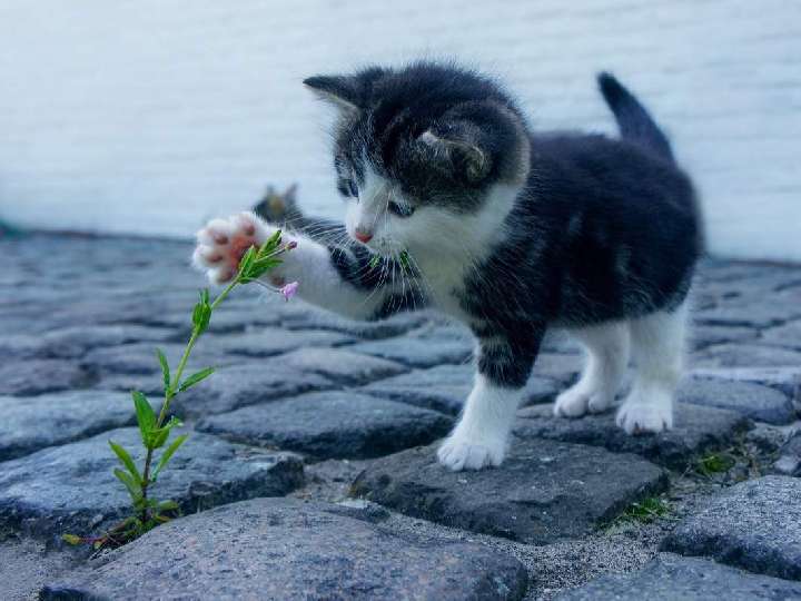 Impuls am Abend - Ohne Katze geht es nicht