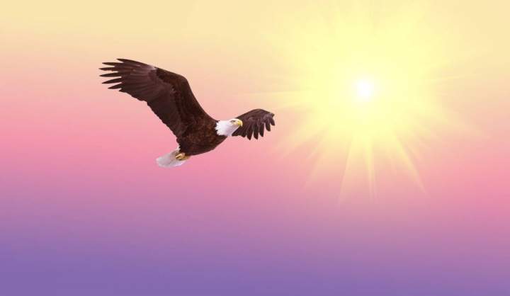 Impuls am Abend - Adler oder Geier